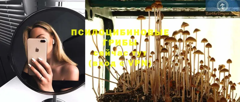 продажа наркотиков  Людиново  Галлюциногенные грибы Psilocybe 